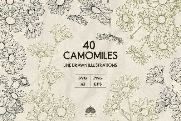 Camomile Line Art: Graphics & Illustrations